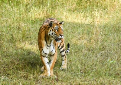 5 Days in Pench National Park: made famous by Rudyard Kipling’s The Jungle Book