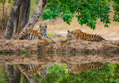 3 Days in Bandhavgarh National Park : A Short Escape to the Tiger land