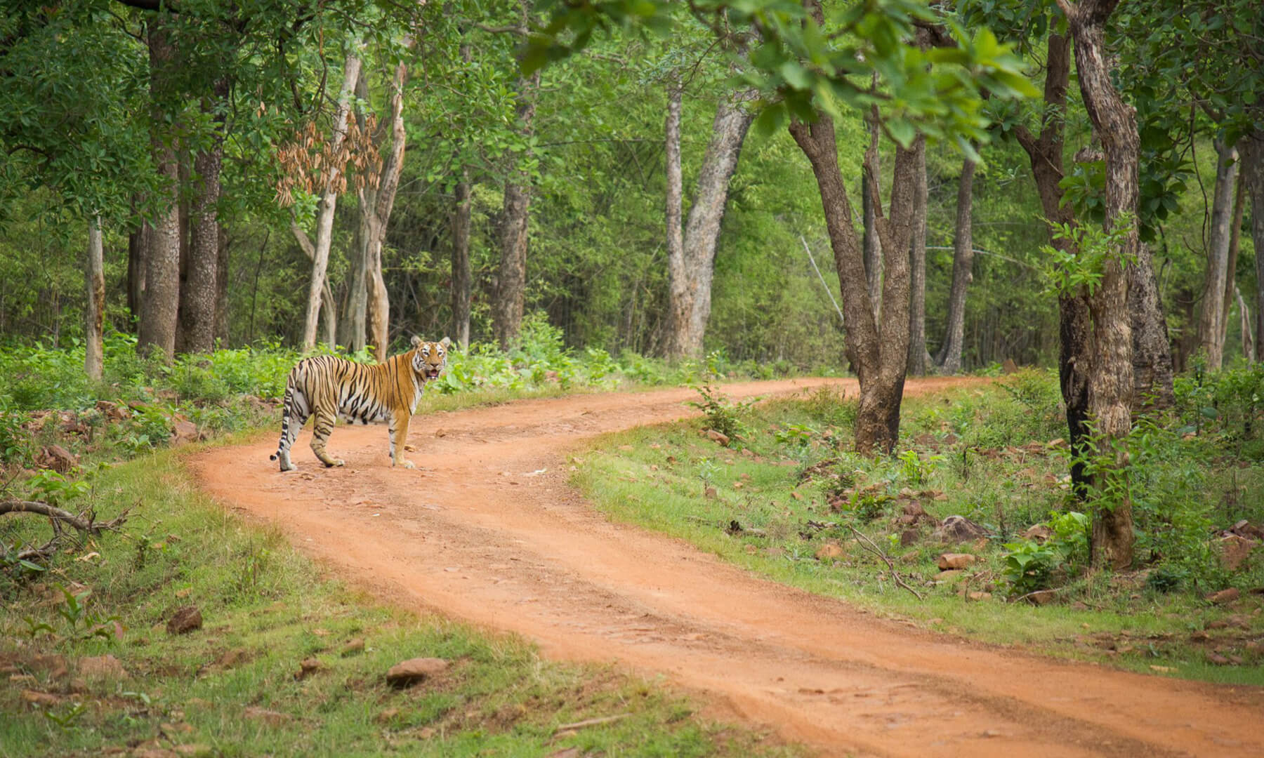 tadoba jungle camp | luxury hotels and resorts in tadoba National Park | 4 star hotels in tadoba national park | 5 star hotels in tadoba national park | tadoba national park hotel booking | best eco-resort in tadoba tiger reserve | top 5 resorts in tadoba national park | tadoba national park hotel deal | tadoba national park accommodation | accommodation & hotels in tadoba national park | top 5 hotels in tadoba park | resorts in tadoba chandrapur | tadoba national park packages | best resort in tadoba national park | 5 star hotels in tadoba | 5 star resorts in tadoba national park | 3 star hotels in tadoba | 3 star hotels in tadoba national park | top 5 hotels in tadoba | resorts near moharli gate in tadoba | tadoba hotel booking | top 5 resorts in tadoba | 4 star hotels in tadoba | 4 star resorts in tadoba national park | 3 star resorts in tadoba national park | luxury resorts in tadoba | best resorts in tadoba | top resorts in tadoba | tadoba national park tour packages | resorts in tadoba near moharli gate | resorts in tadoba andhari tiger reserve | hotels and resorts in tadoba | tadoba resorts | tadoba resorts near moharli gate | tadoba packages | tadoba national park hotel | tadoba national park safari | tadoba national park wildlife |  tadoba national park wilderness | tadoba Irai Lake |  tadoba national park tiger | tadoba andhari park | tadoba national park gates | my tadoba national park | tadoba national park resorts | tadoba hotels | tadoba resorts | tadoba national park hotels | tadoba tour packages