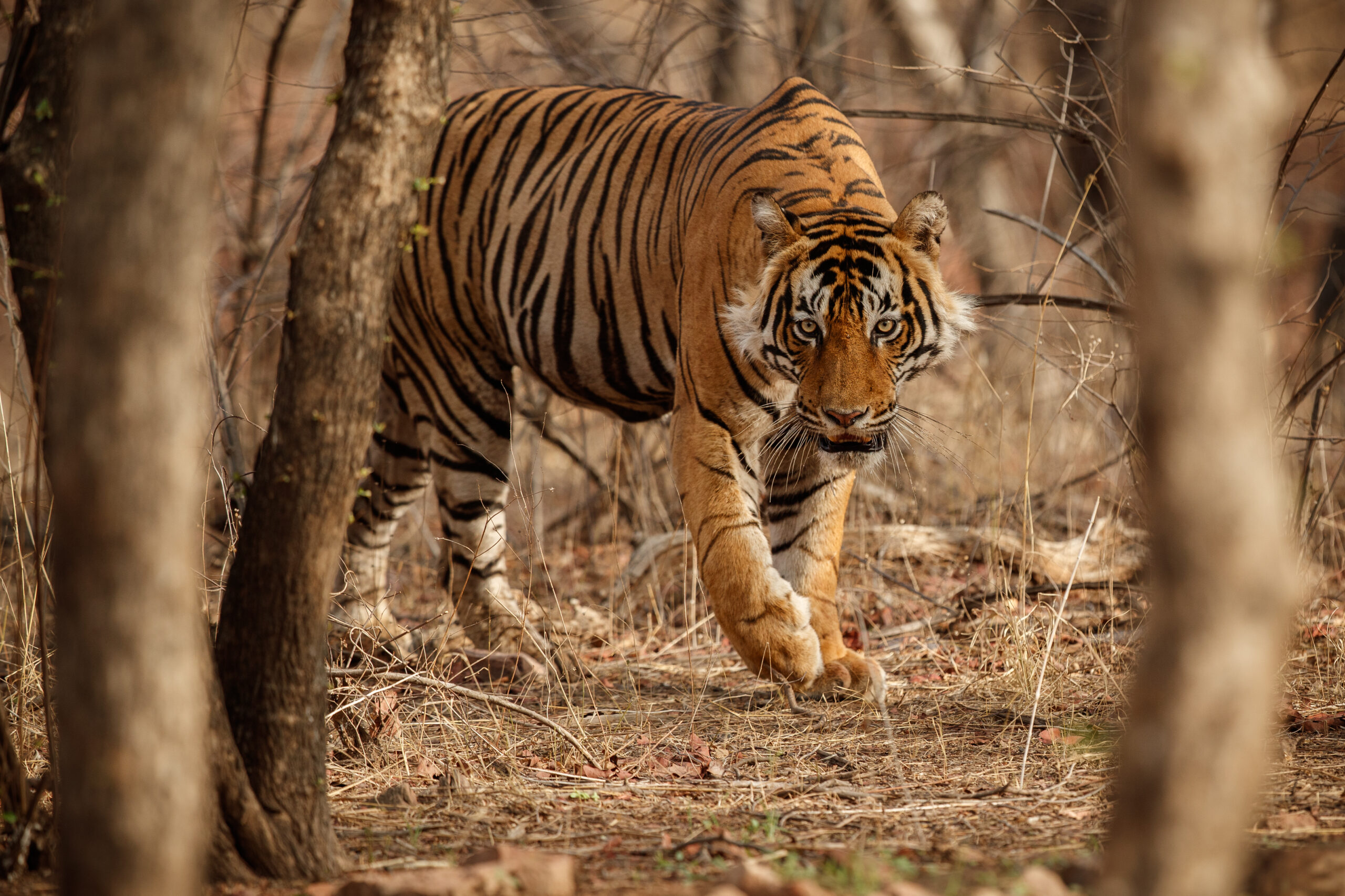 Royal bengal tiger in the nature habitat. Tiger pose during amazing light. Wildlife scene with danger animal. Hot summer in India. Dry area with beautiful indian tiger. Panthera tigris tigris.