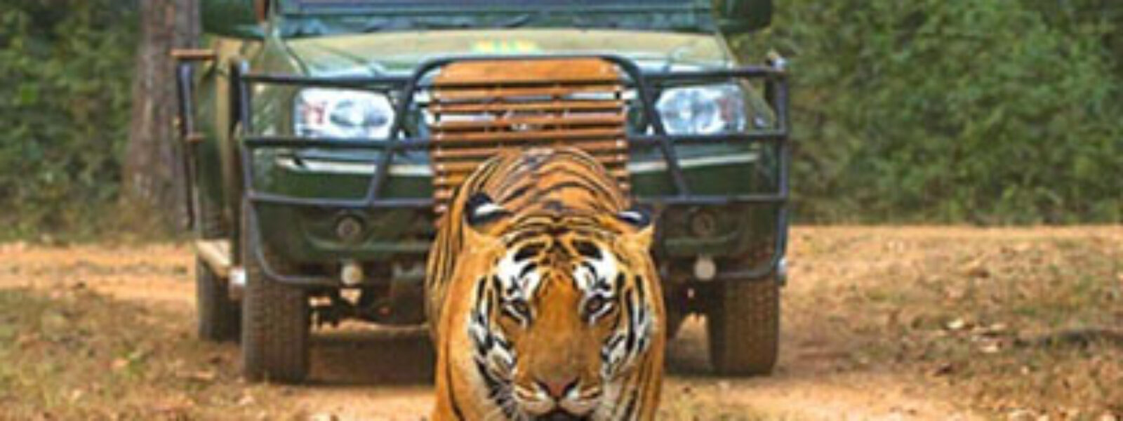 Pench National Park