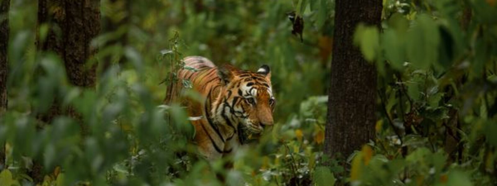 Kanha National Park