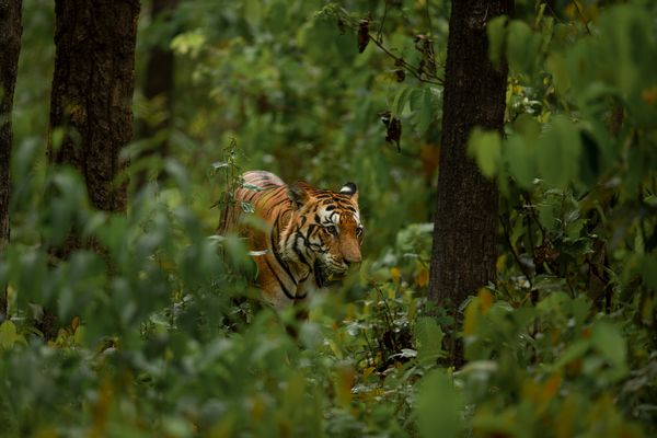 Kanha National Park