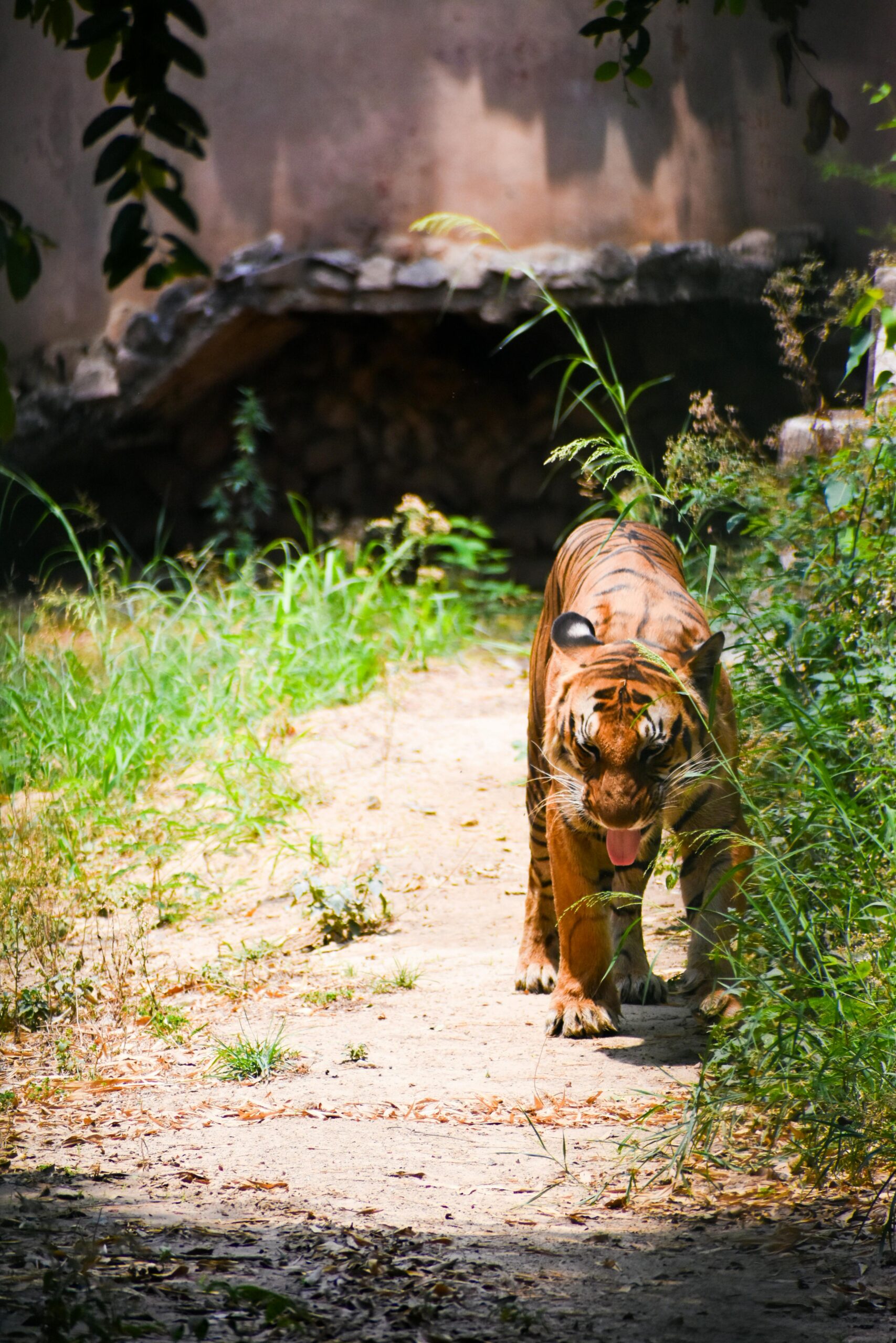 Family Friendly Jungle Safaris
