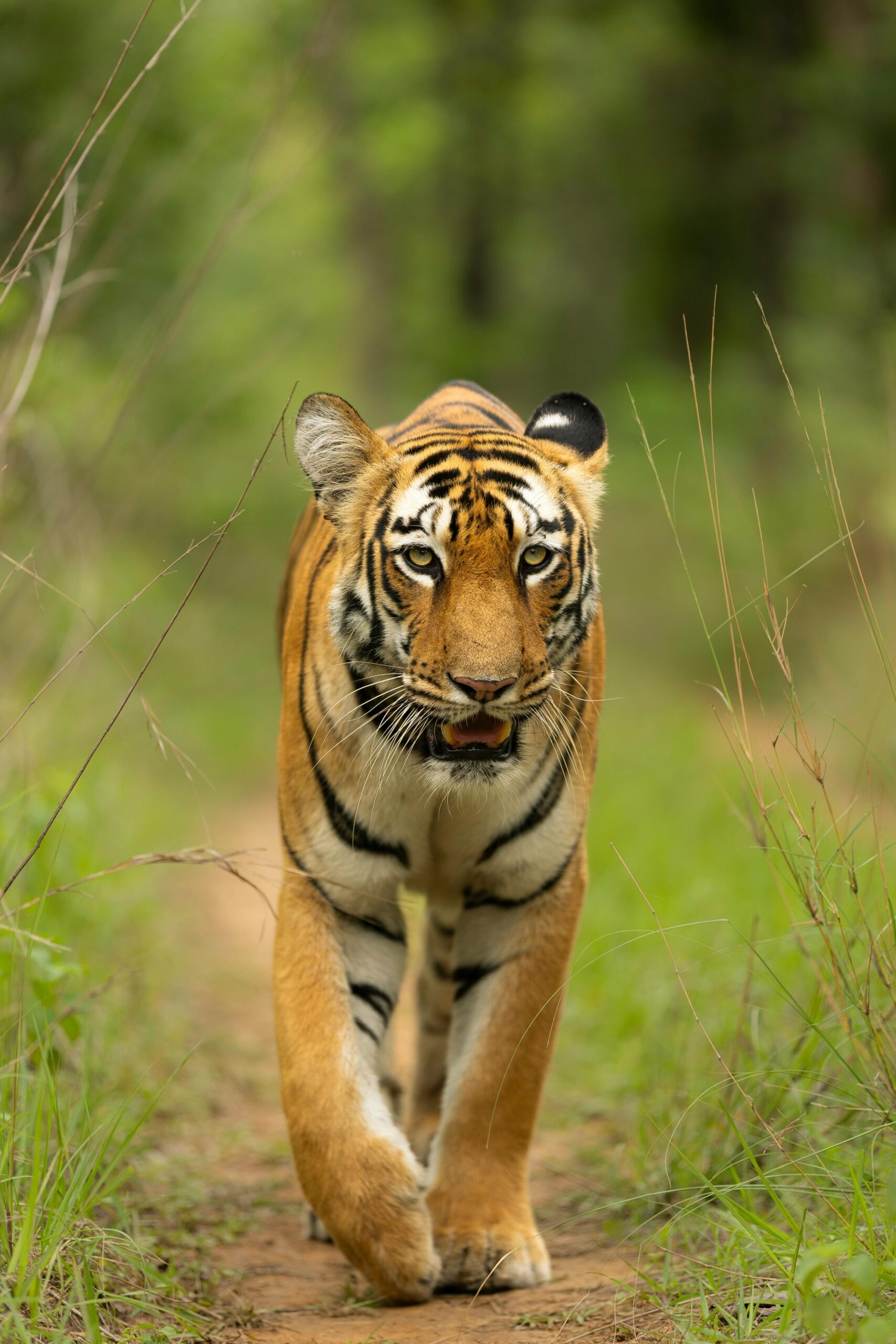 Kanha National Park