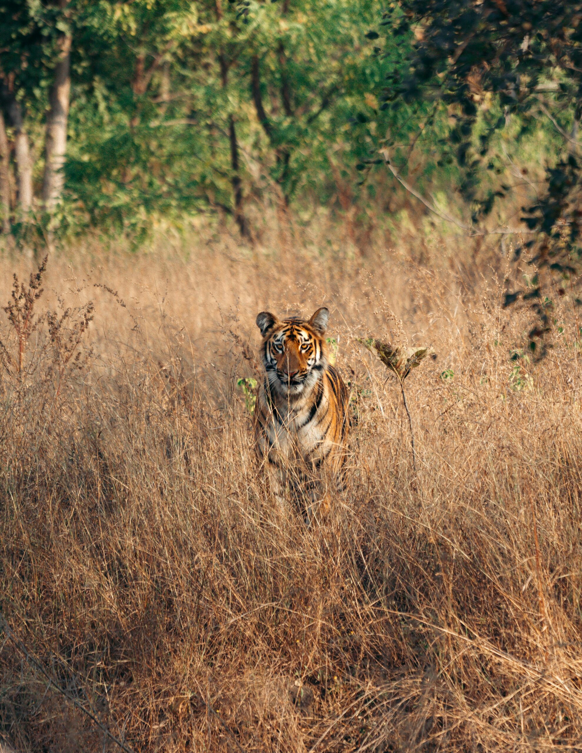 Tadoba National Park