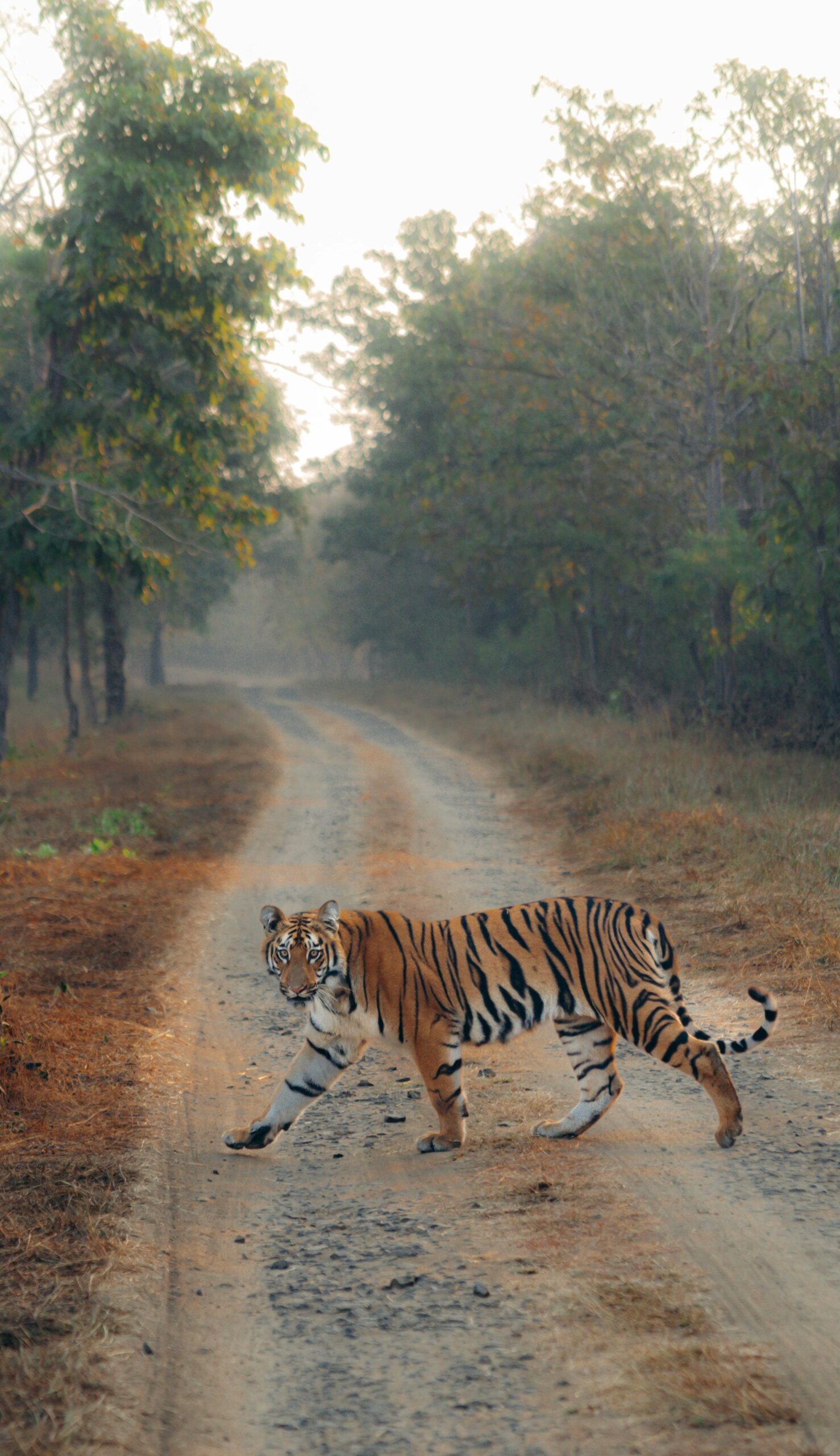 Panna National Park