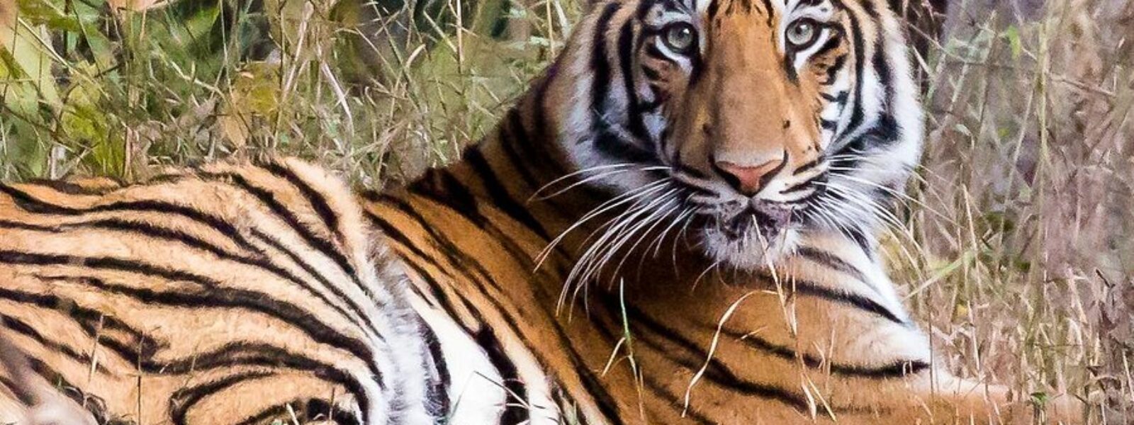 Tadoba National Park