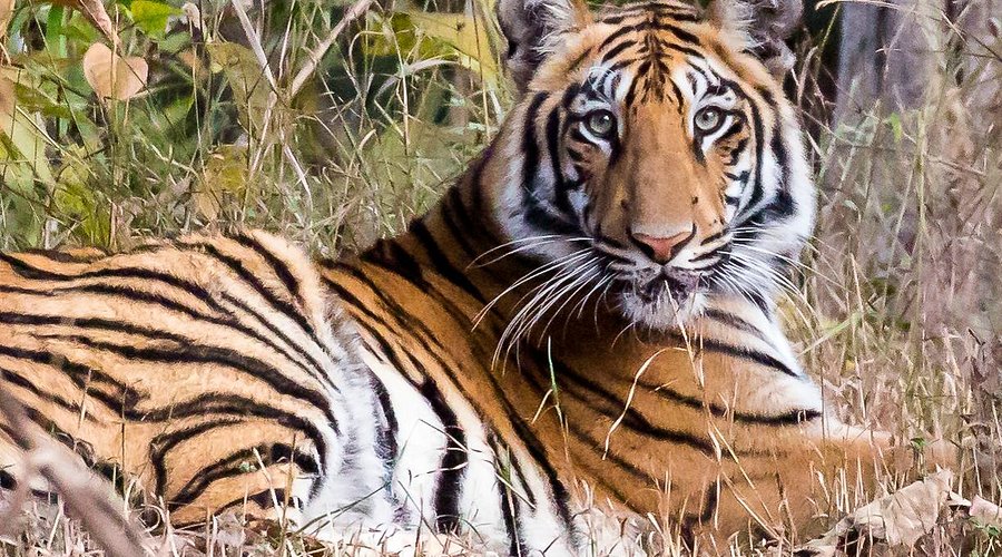 Tadoba National Park