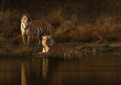 Exploring Central India Wildlife in 10 Days: A Complete Tiger Safari Itinerary