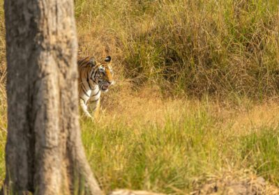 One Week in Kanha National Park , Tiger Safari Adventure