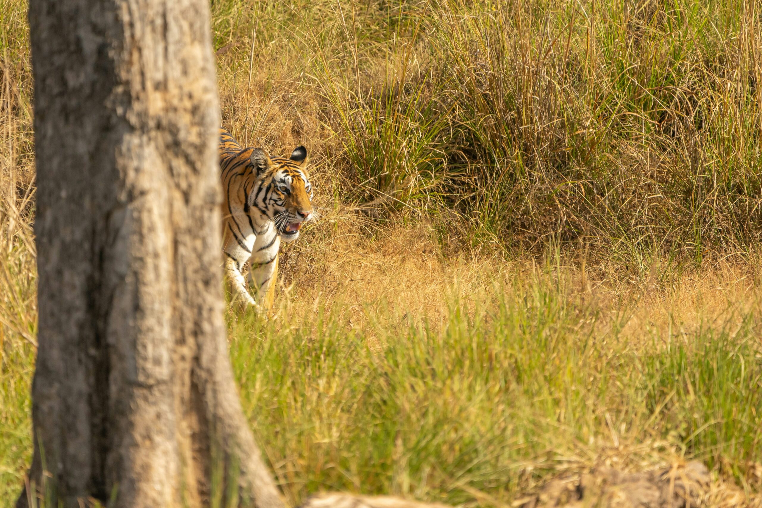 Satpura Tiger Reserve